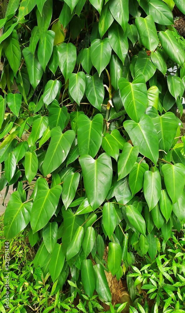 Philodendron corcovanda, a tropical ornamental plant with shiny green leaves grows trailing on a trunk of a tree Philodendron corcovanda, a tropical ornamental plant with shiny green leaves grows trailing on a trunk of a tree
