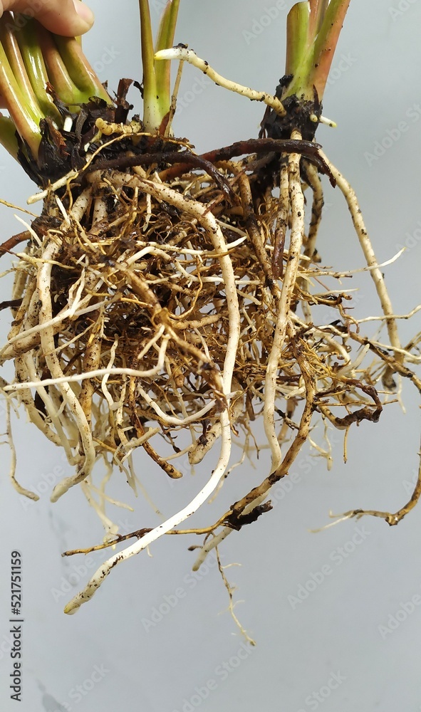 Foto de A hand holding a Homalomena rubescen wit a visible root system ...