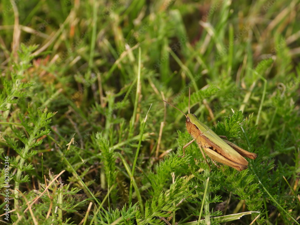 Grasshopper in a garden grass Grasshopper in a garden grass