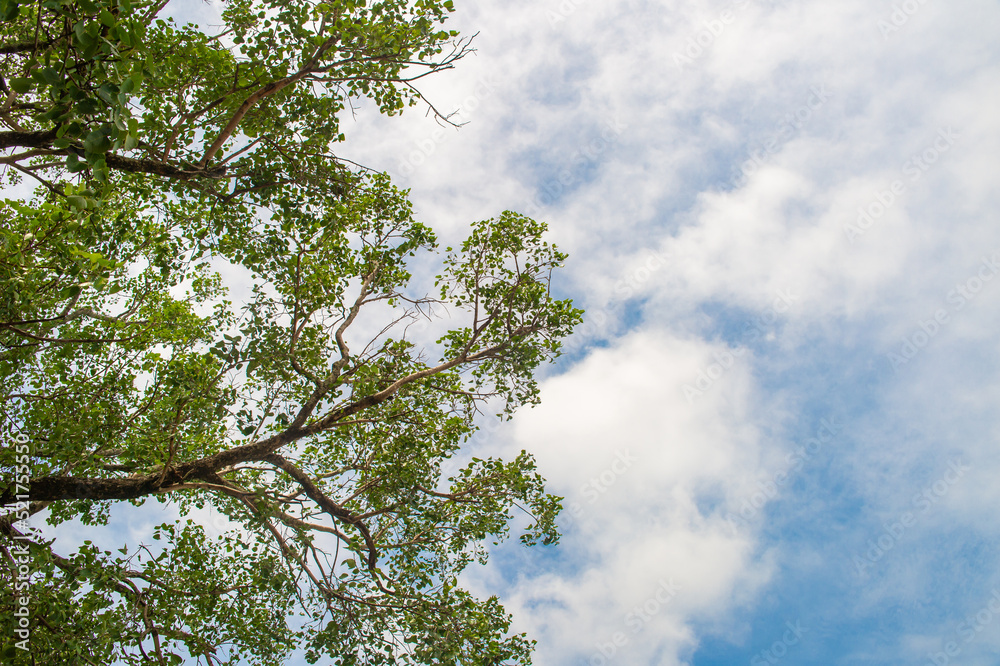 The foliage of the trees against the blue sky.