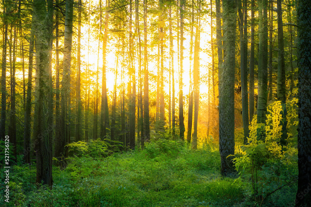 Obraz premium Magical sunset in the forest.