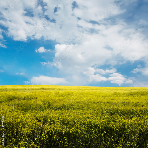 beautiful summer fields