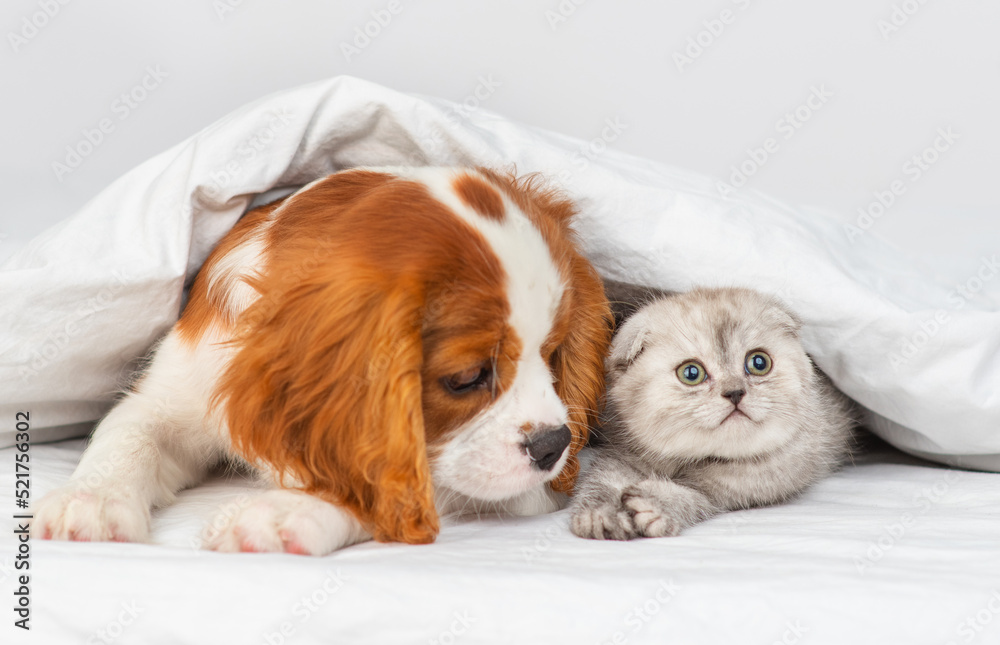 Puppy king charles spaniel sitting on bed next to kitten of scottish breed