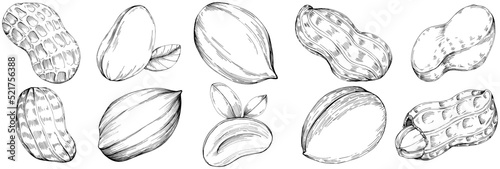 Peanut hand-drawn Vector Illustration isolated on white background. Retro style farm product for restaurant menu, market label, logo, emblem and kitchen design. Decoration for food packaging.