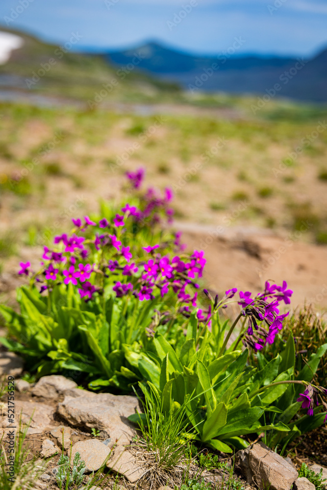 Obraz premium High Alpine Mountain Flower