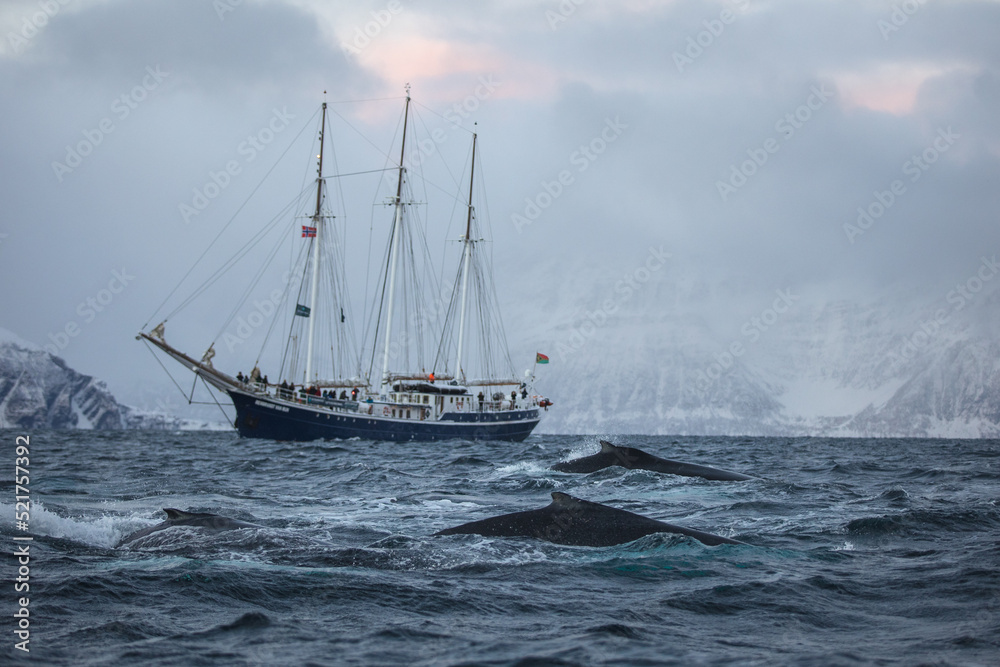 Fototapeta premium Humpback and Rembrandt van Run 3