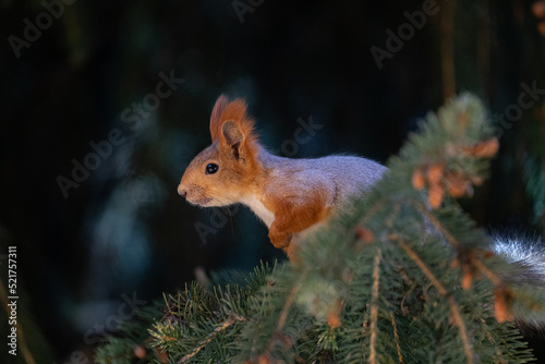 A curious red squirrel perched on a branch looks out of a tree in the spring time. © Andrew Howe