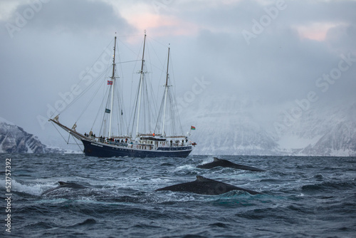 Humpback and Rembrandt van Run 3
