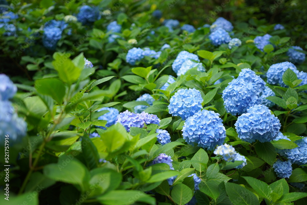 青い紫陽花 青い紫陽花