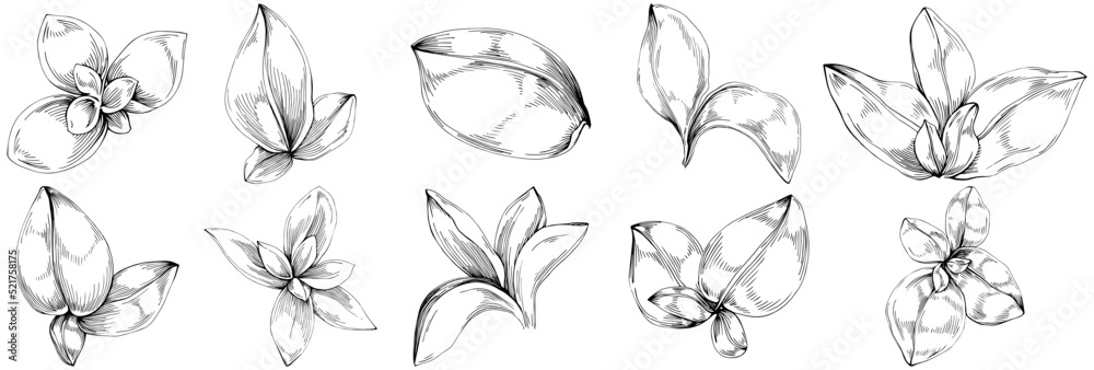 Basil vector isolated. Herbal engraved style illustration. Detailed organic product sketch. The best for design logo, menu, label, icon, stamp.