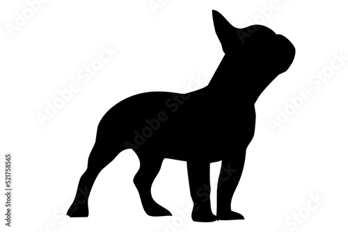 Silhouette of the body of a French bulldog standing on the side