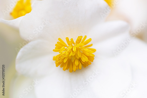 white flower begonia with yellow center close up