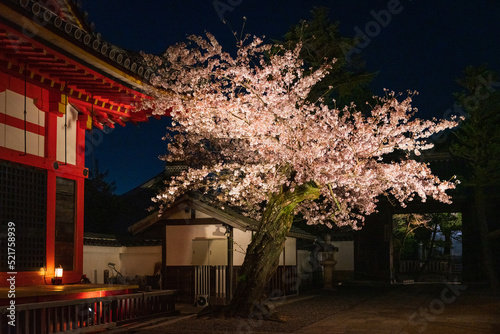 Foto A gnarled cherry tree lit up at night.