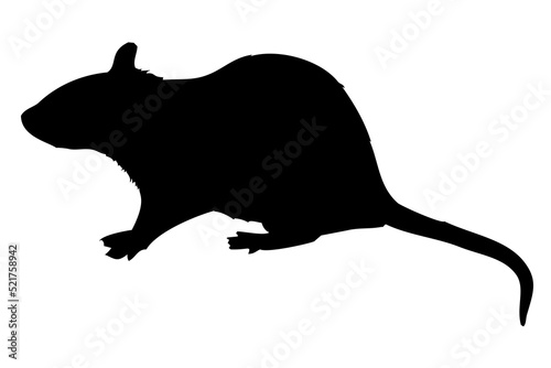 black silhouette of a rat's body standing on the side