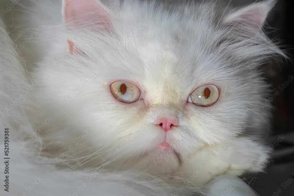 White fluffy classic persian cat White fluffy classic persian cat