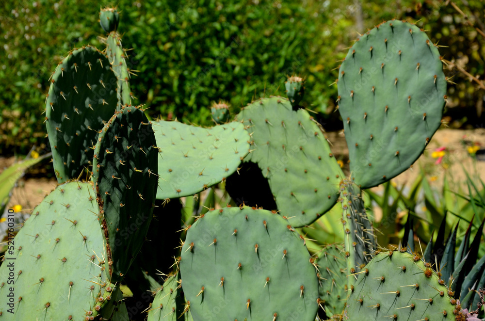 Opuntia macrocentra, the long-spined purplish prickly pear or purple,spined pricklypear, long-spine prickly pear, purple pricklypear, and redeye prickly pear Opuntia macrocentra, the long-spined purplish prickly pear or purple,spined pricklypear, long-spine prickly pear, purple pricklypear, and redeye prickly pear