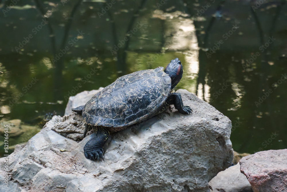 Obraz premium Turtle Island in the National Garden of Athens on the rocks in the water. One turtle sits on a stone.