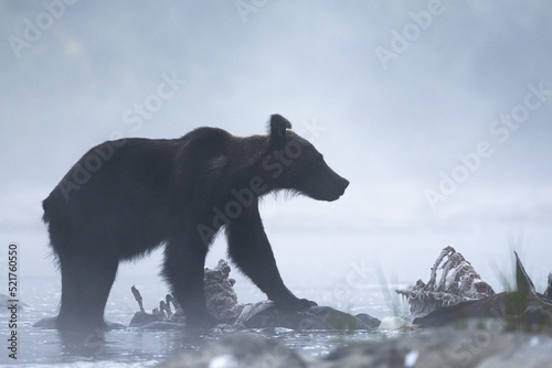 Fototapeta Naklejka Na Ścianę i Meble -  A Brown Bear (Ursus arctos) eating a hunted Red Deer (Cervus elaphus). Bieszczady, Carpathians, Poland..