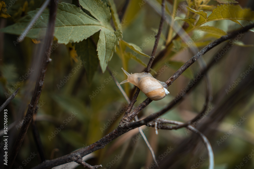 Small garden snail crawling on a branch of a bush Small garden snail crawling on a branch of a bush