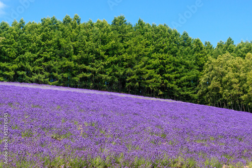 北海道中富良野町、ファーム富田のラベンダー畑【7月】