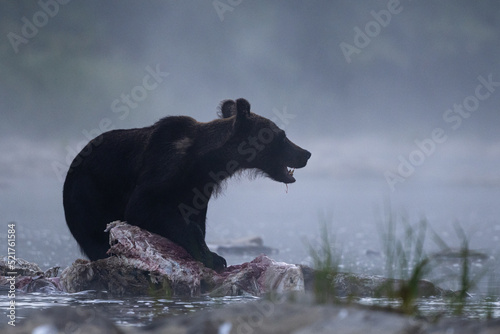 A Brown Bear (Ursus arctos) eating a hunted Red Deer (Cervus elaphus). Bieszczady, Carpathians, Poland..