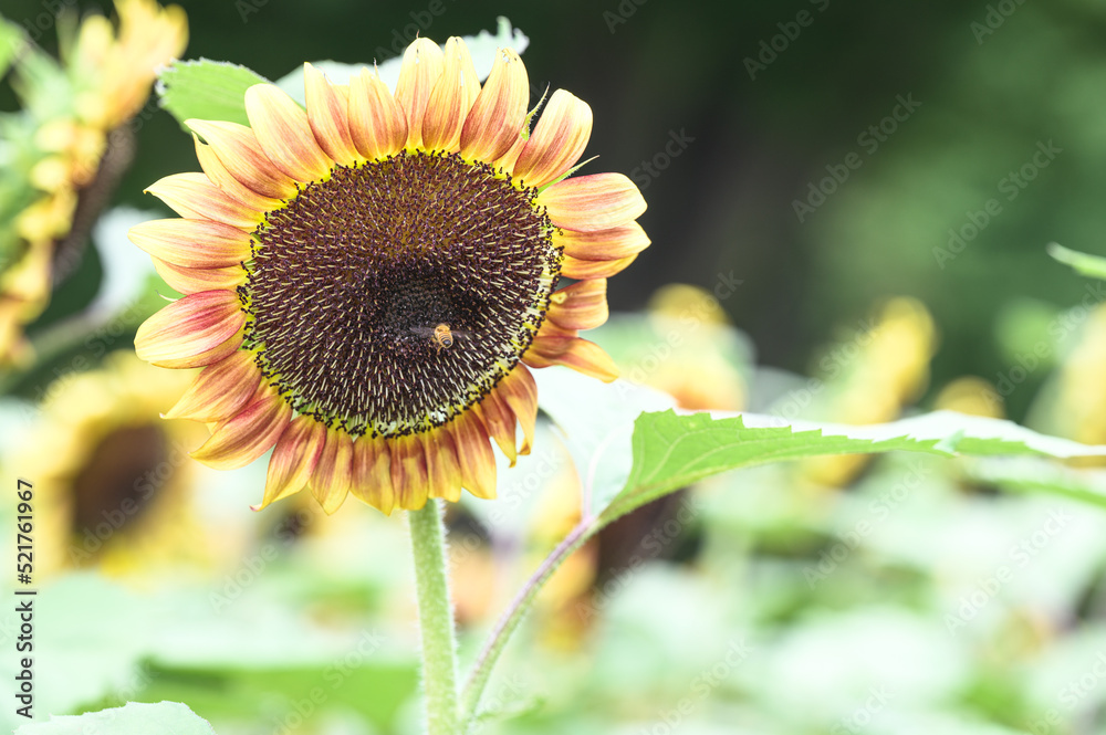 Naklejka premium 東京のひまわり