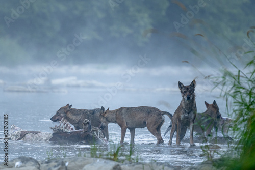 Fototapeta Naklejka Na Ścianę i Meble -  Wolves (Canis lupus) by the remains of a killed deer. Bieszczady, Carpathians, Poland.