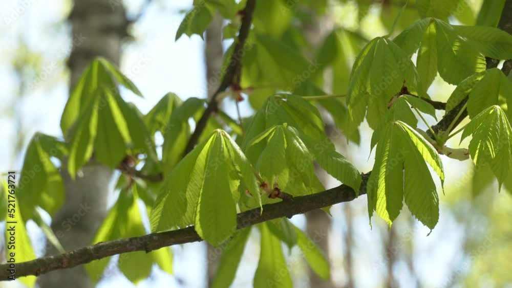 Green leaves on chestnut tree branch. Green Chestnut (Castanea sativa) Leaves in the sunlight. Spanish chestnut foliage Green leaves on chestnut tree branch. Green Chestnut (Castanea sativa) Leaves in the sunlight. Spanish chestnut foliage