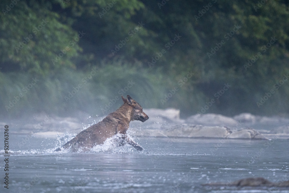 Obraz premium Grey Wolf (Canis lupus) in the river in a foggy morning, Bieszczady, Carpathians, Poland.