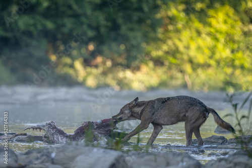 Gray wolf  Canis lupus  by the remains of a killed deer. Bieszczady  Carpathians  Poland.