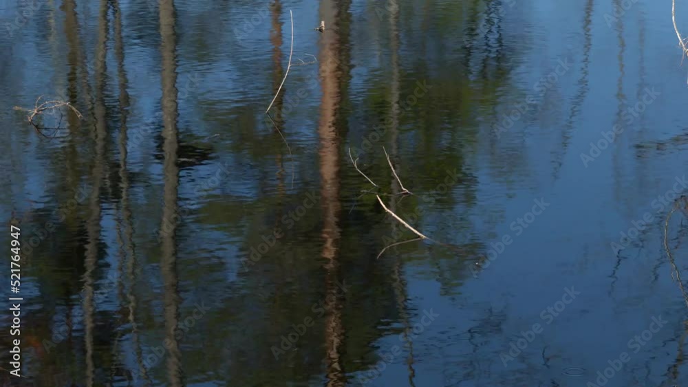 Reflection of trees in the water. Spring is in the wild forest, trees ...