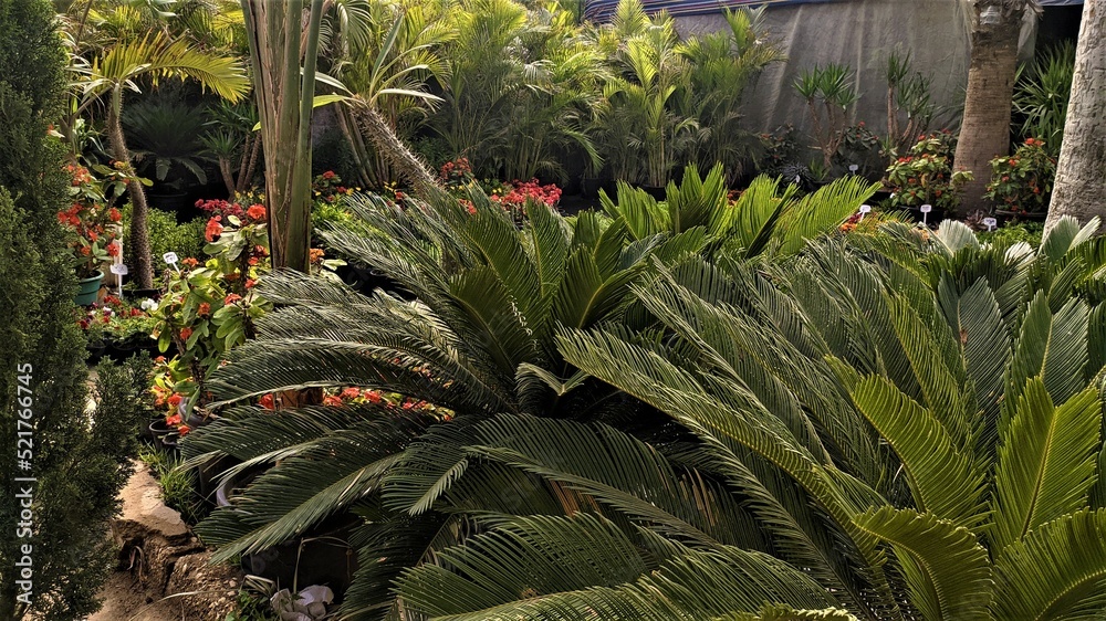 Fototapeta premium Orman Garden in Giza in Egypt