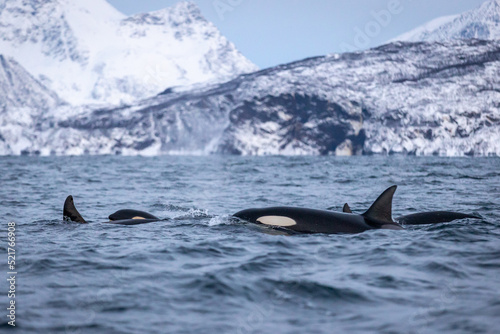 Orcas socializing  © Dominik Ehrhardt