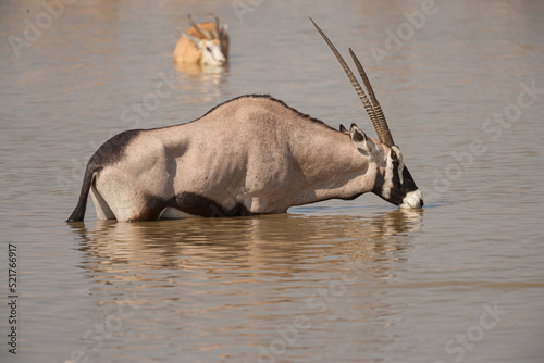 Gemsbok (Oryx gazella) standing in a waterhole and quenching its thirst, Etosha national park, Namibia photo