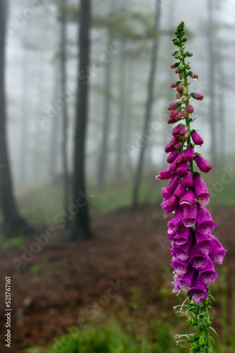  Flower Digitalis purpurea
