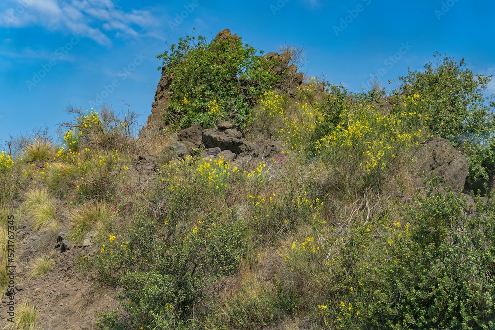 Lava rocks with plants, Sicily Lava rocks with plants, Sicily