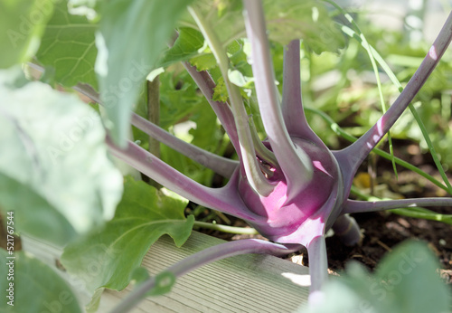 Canvas Print Purple kohlrabi growing in raised garden bed