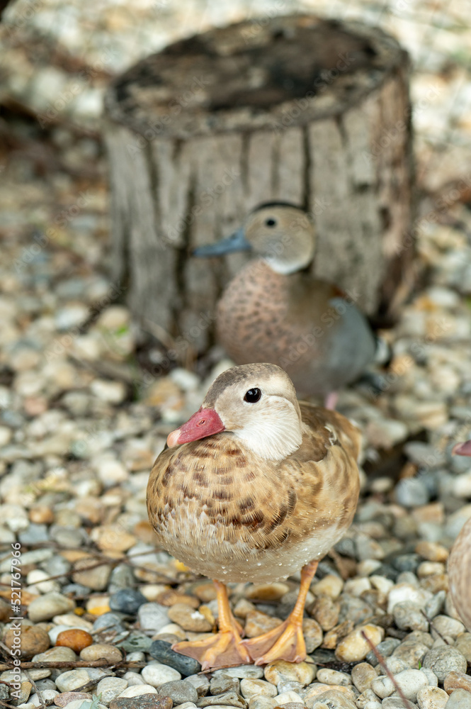 Pair of young ducks