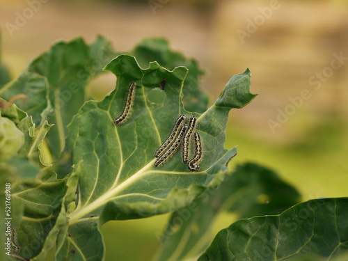 cabbage butterfly caterpillars eating fresh cabbage leaves