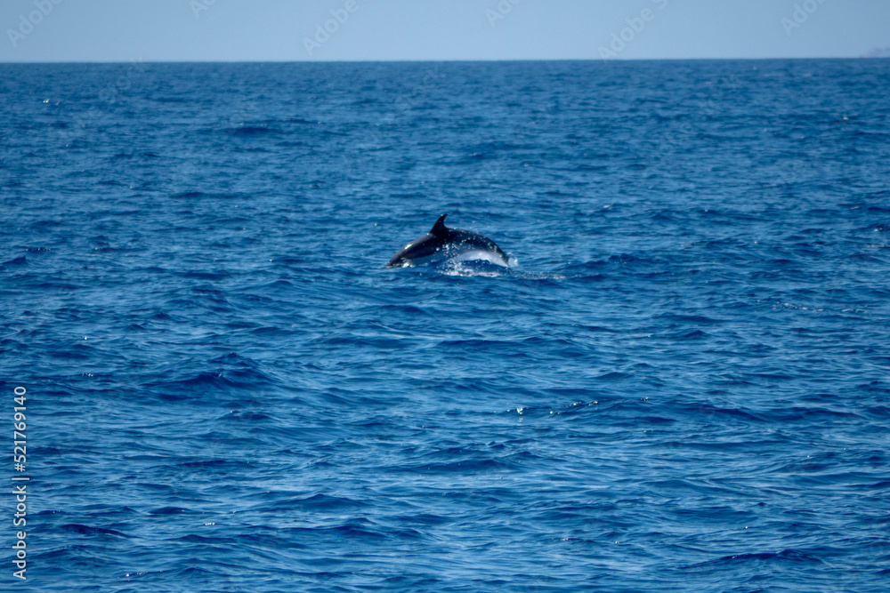 dophin balein madère 4 dophin balein madère 4