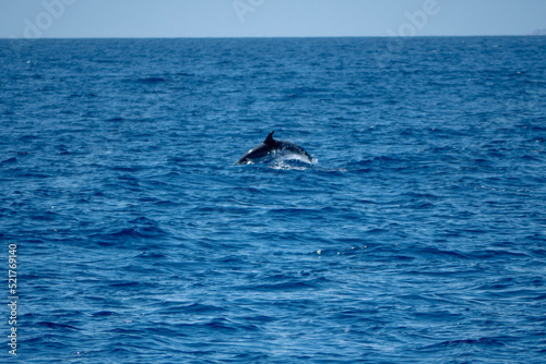 dophin balein madère 4 © Pierre