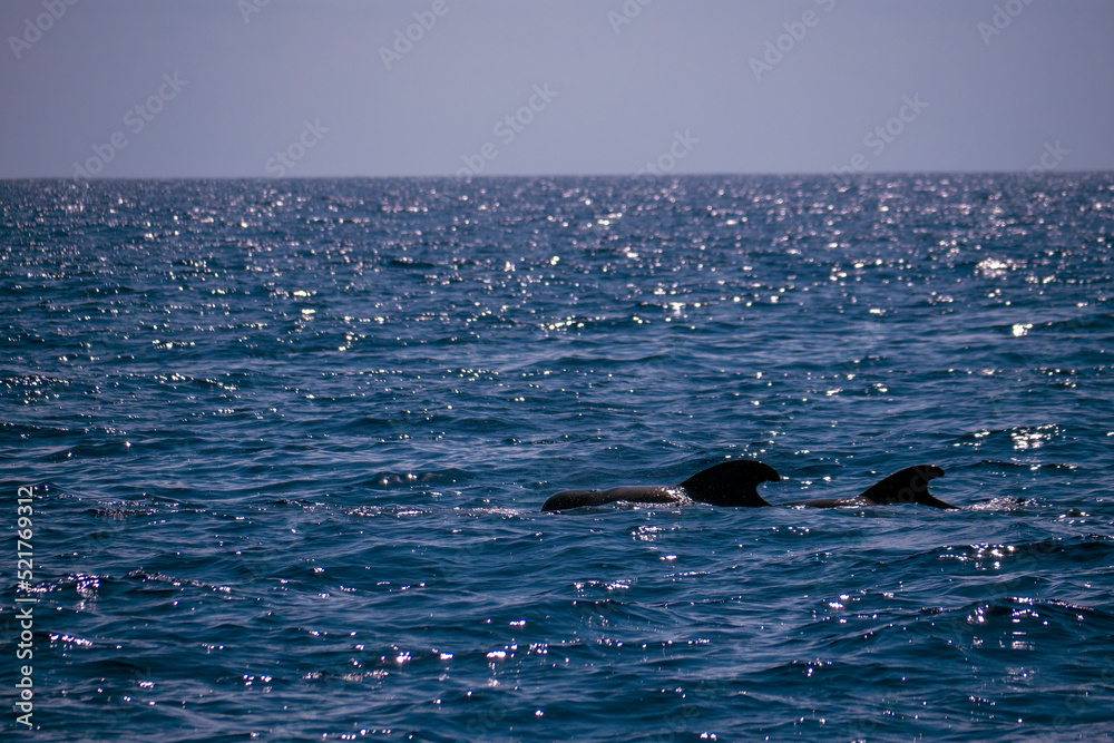 Fototapeta premium dophin balein madère