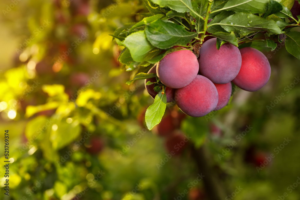 Obraz premium ripe cherry plums hanging on branch in garden