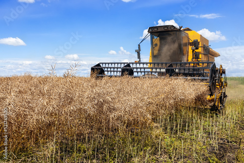 Принти на полотні combine harvester cutting ripe rapeseed pods on field