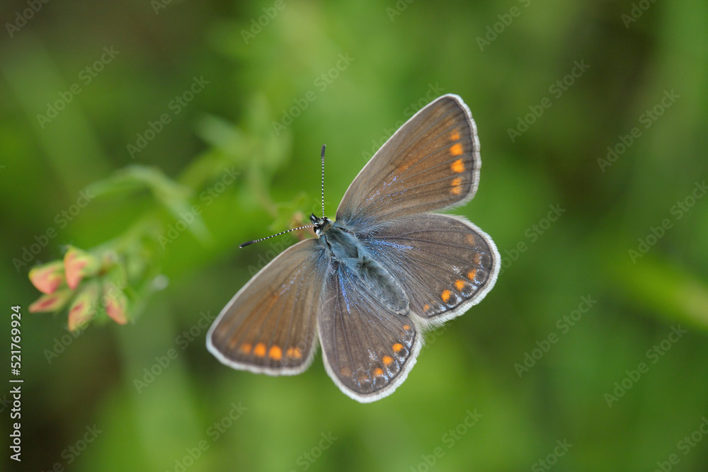 Female common blue butterfly (Polyommatus icarus). Female common blue butterfly (Polyommatus icarus).