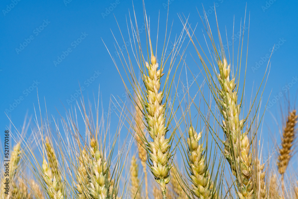 wheat field on a sunny day wheat field on a sunny day
