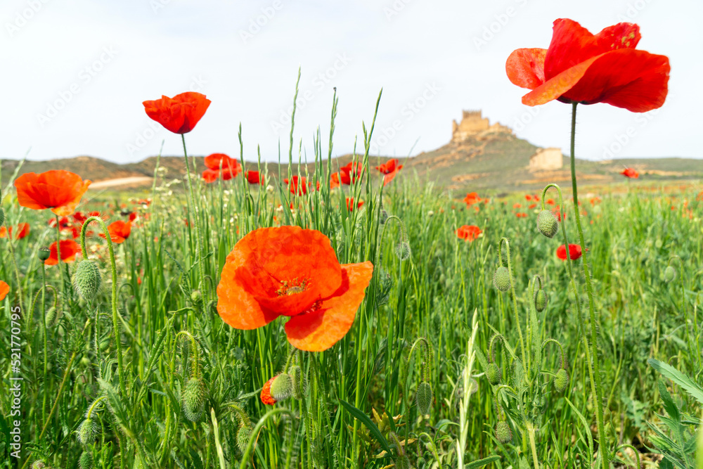 Obraz premium Campo de amapolas silvestres con un castillo al fondo. Monteagudo de las Vicarías, Soria, Castilla y León, España.