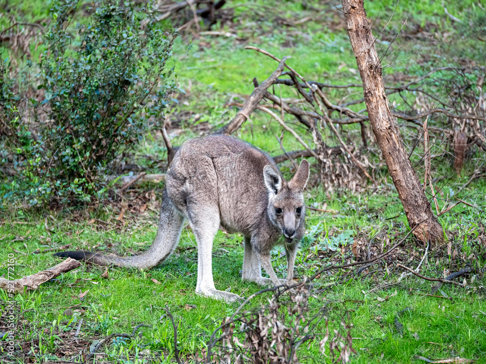 Grey Kangaroo Alert Grey Kangaroo Alert