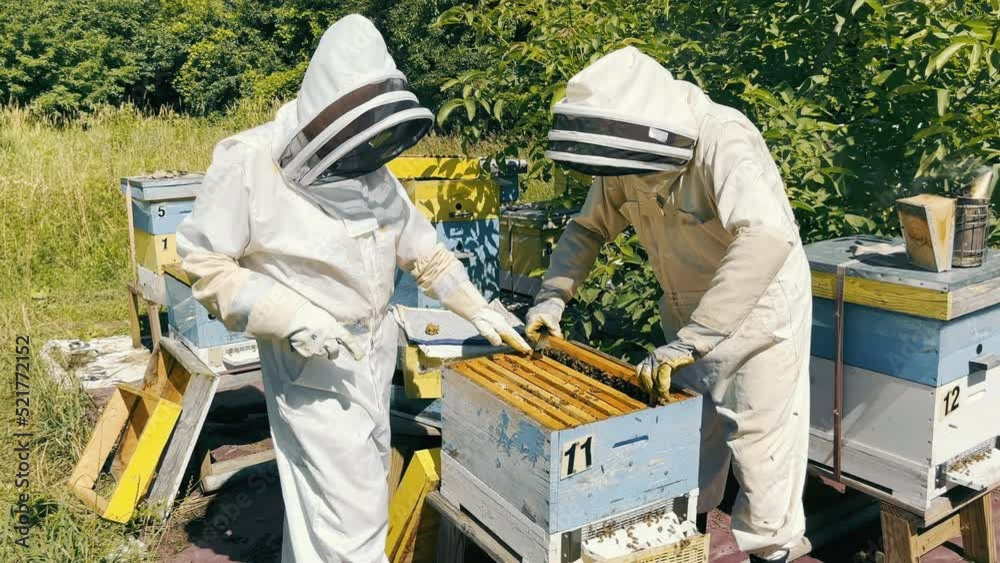 Beekeeping. Two beekeepers in protective suits get honeycombs with honey. Collection of honey from beehives. Beekeeping. Two beekeepers in protective suits get honeycombs with honey. Collection of honey from beehives.