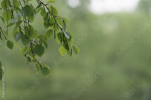 Fresh green birch leaves in late spring or summer